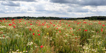 Panoramic Poppies von David Tinsley