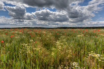 Wheat Field Flowers von David Tinsley