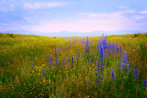 Blooming field  von larisa-koshkina