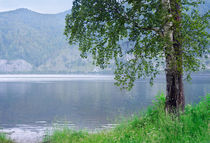 Birch on the river bank  by larisa-koshkina