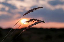 Grass Sunset by Roger Green