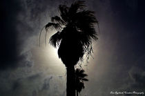 Silhouette in Palm by Dan Richards