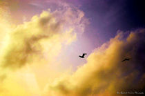 Pelican at Sunset by Dan Richards