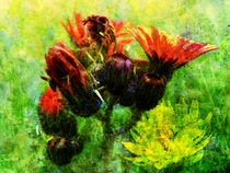 coloured meadow von urs-foto-art