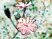 blooming by urs-foto-art