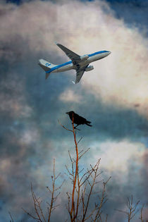 Flight by Steve Ball