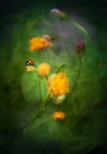 Lonely Ladybug by Jarek Blaminsky