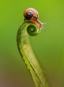 Snail on a curly grass von Jarek Blaminsky
