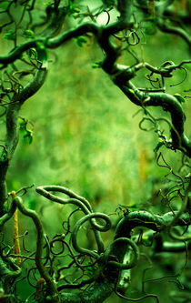 Curly tree branches  by Jarek Blaminsky