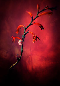 Red flowers and white snail shell by Jarek Blaminsky