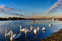 Summer Evening swans by David Pyatt