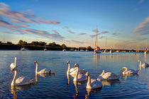 Graceful Swans by David Pyatt
