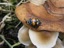 Mites (Poecilochirus carabi) on burying beetle (Nicrophorus vespilloides) by Christopher Jöst