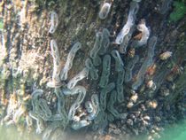 Limnic Bryozoa von Christopher Jöst