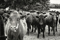 Tennessee Cattle by Jon Woodhams
