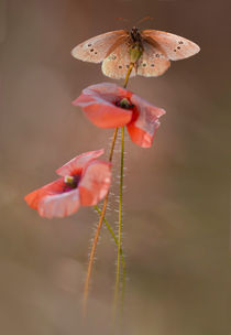 Pink Poppies by Jarek Blaminsky