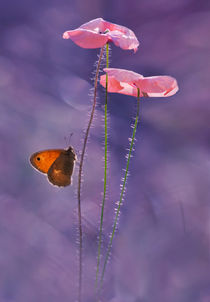 Two Pink Poppies by Jarek Blaminsky