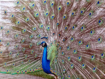 Peacock von LEIGH ODOM