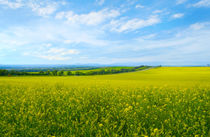 Landscape with flowering fields  by larisa-koshkina