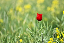 One Red Poppy  by Vicki Field