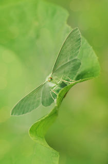 Green moth on the leaf by Jarek Blaminsky