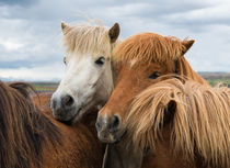 Pferde in Island - Horses in Iceland von Matthias Hauser
