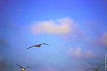 Gulls in Flight by Dan Richards