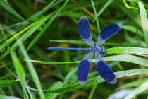 Blaue Libelle von Fernand Reiter