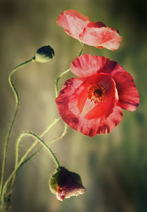Pink-red poppies by Jarek Blaminsky