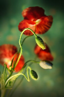 Red poppies  by Jarek Blaminsky