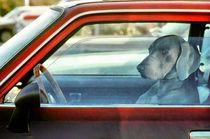Doggy driver by Vincent Monozlay