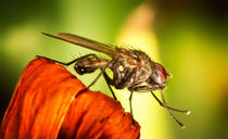 Fliege von photoart-hartmann