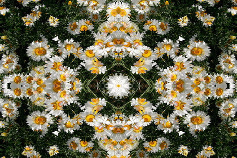 Daisy-kaleidoscope-1