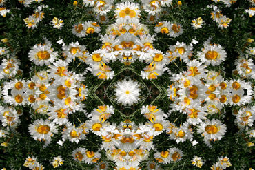 Daisy-kaleidoscope-1
