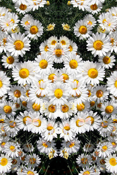 Daisy-pattern-1