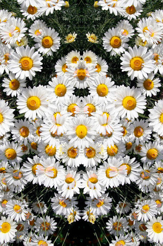 Daisy-pattern-1