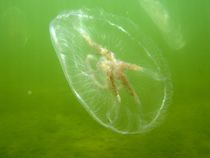 Common jellyfish (Aurelia aurita) in free flight von Christopher Jöst