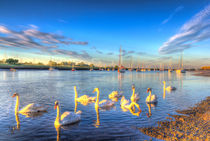 Sunset Swans by David Pyatt