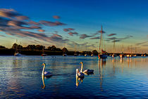 Graceful evening swans by David Pyatt