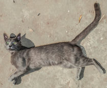 Cat. von Juan Bautista