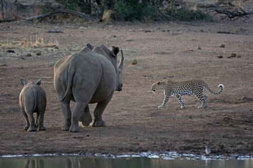 Leopard-walking-past-white-rhino-and-its-calf