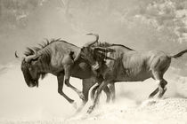 Two wildebeests battling unto death. by Yolande  van Niekerk