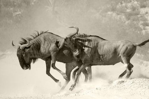 Wildebeests-battling-as-if-unto-death