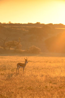  Lone Springbuck standing in golden early morning light. by Yolande  van Niekerk