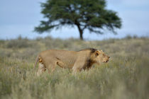 Roaming roaring Lion, Kalahari. by Yolande  van Niekerk