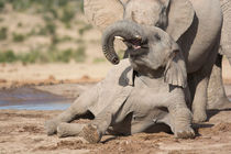 Young African Elephant at play by Yolande  van Niekerk
