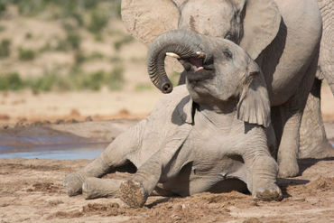 Young-african-elephant-at-play
