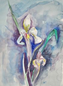 Wasserlilie von Barbara Straessle