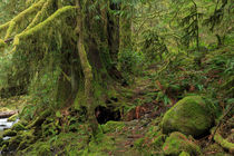 Temperate rainforest of Goldstream Park, Vancouver Island by Louise Heusinkveld