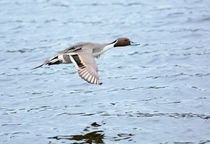 Northern Pintail Duck in Flight by Louise Heusinkveld